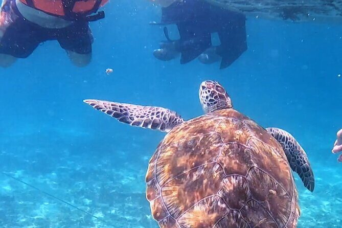 1.5 hours Snorkeling at Tulum's paradise reef - From the beach to the ruins: the boat ride and the photo moment