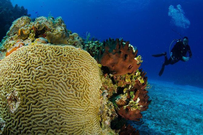 2 dives in Cozumel (for certified divers only) - Two Tanks, One Reef Day: What This Cozumel Tour Really Delivers