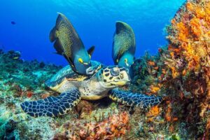 2 dives in Cozumel (for certified divers only) - Getting Set Up: Meeting Point, Transfers, and the Start-Time Reality