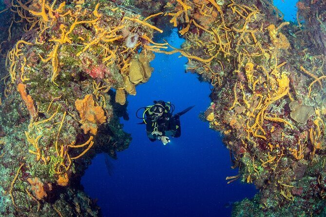 2 dives in Cozumel (for certified divers only) - Underwater Session One: The Reef in the National Marine Park Area