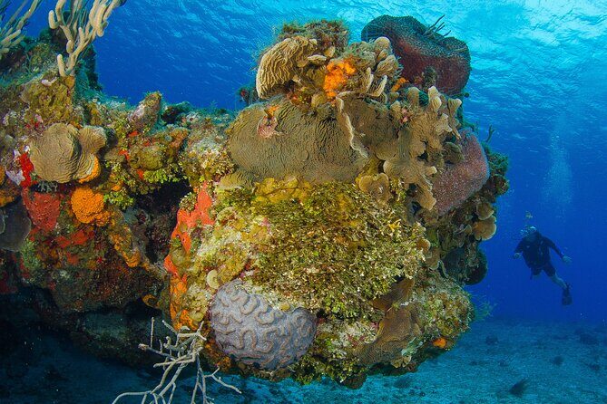 2 dives in Cozumel (for certified divers only) - Underwater Session Two: How the Second Tank Changes the Experience