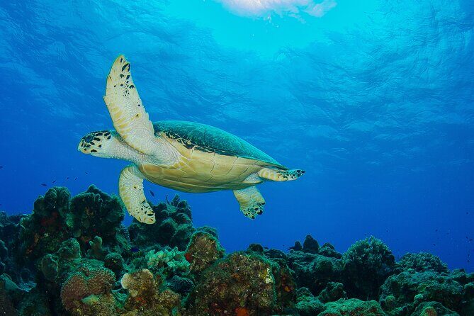 2 dives in Cozumel (for certified divers only) - Cost and Value: What $110 Covers and What Adds Up