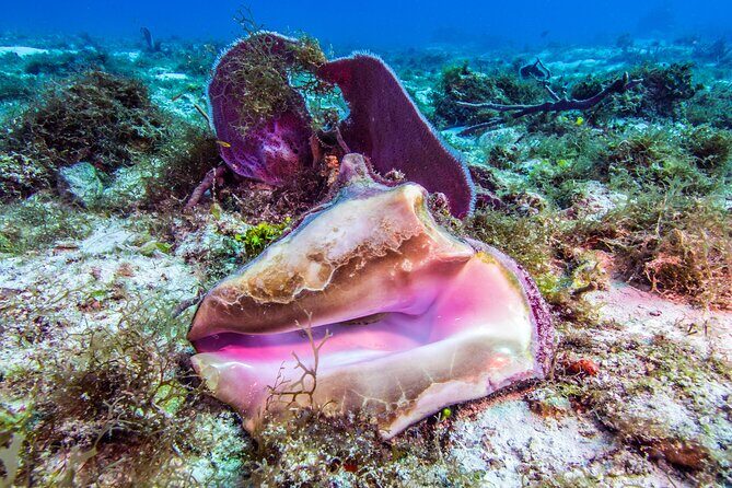2 dives in Cozumel (for certified divers only) - Certification Rules and Health Requirements You Must Respect