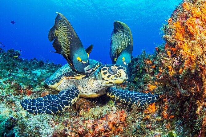 2 dives in Cozumel (for certified divers only) - Getting Set Up: Meeting Point, Transfers, and the Start-Time Reality