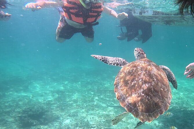2-Hour Snorkeling in Two Spots of Tulum's Reef - Two Hours of Tulum National Park: How the Snorkel Day Really Flows