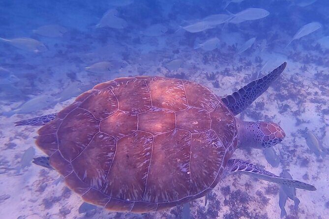 2-Hour Snorkeling in Two Spots of Tulum's Reef - Price and Value: What You Pay and What You Might Need to Add
