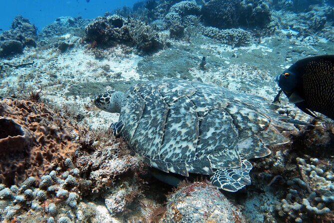 2 Tank Cozumel Reef Boat Dives - Timing That Actually Respects Reef Time