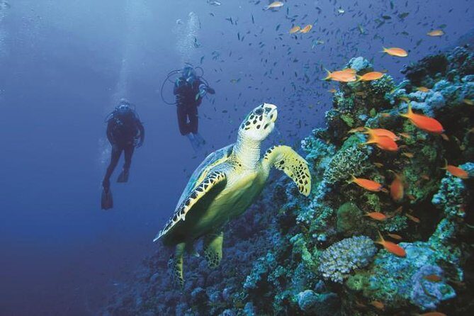 2 Tank Dive in Cozumel - The day flow: what happens between check-in and the reef