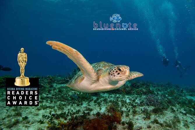 2 Tank Morning Dive: Scuba Diving in Cozumel - Two Reef Spots: Variety Without the Full-Day Grind
