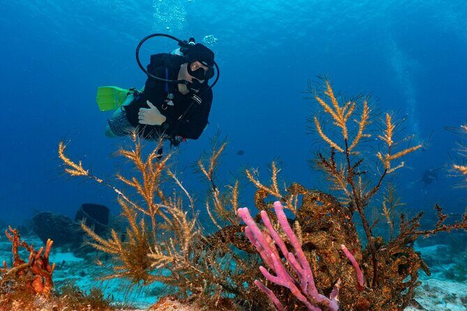 2 Tank Morning Dive: Scuba Diving in Cozumel - The Surface Interval Lunch: Not Fancy, But Timed Right