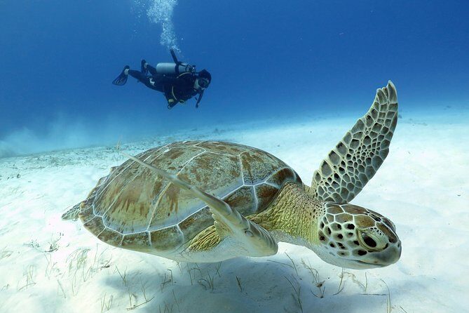 2-Tank Morning or Afternoon Dives in Playa del Carmen certified Divers Only - From Scuba Libre to the water: how the day starts