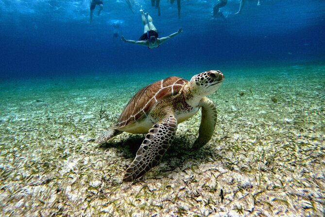 4 Hour Cozumel Turtle Sanctuary Experience on a Luxury Catamarán - Meeting up in Cozumel: downtown pinpoints and cruise-ship dock fixes