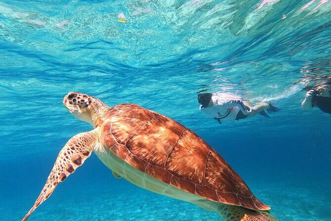 4 Hour Cozumel Turtle Sanctuary Experience on a Luxury Catamarán - Comfort, safety, and the boat reality (including the bathroom)