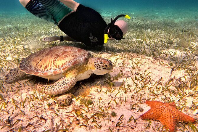 4 Hour Cozumel Turtle Sanctuary Experience on a Luxury Catamarán - Turtle Sanctuary snorkeling: what to expect when you actually enter the water