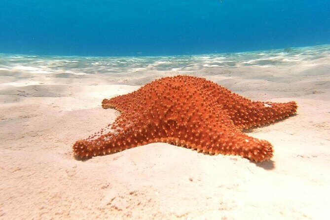 4 hours of shared snorkeling to El Cielo - Price and value: why $53.77 can make sense