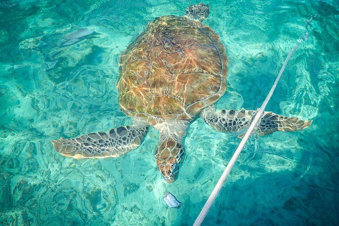 4H Lux 40' Catamaran All-Inclusive in Tulum and Playa del Carmen. - Food, Open Bar, and the On-Board Ceviche Moment