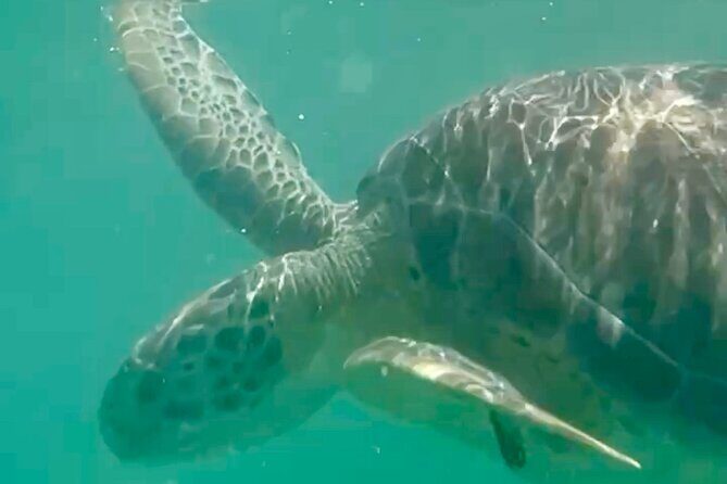 Akumal Bay snorkeling, plus 3 cenotes and great food - Three Cenotes in a Private Community: Quiet Water and Jungle Silence
