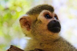 Akumal Monkey Sanctuary - The flow of your 2-hour tour: what happens once you arrive