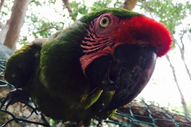 Akumal Monkey Sanctuary - Sanctuary education that actually helps you understand what you’re seeing