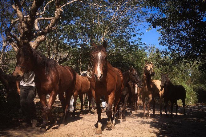 Award-winning Classic Horseback Ride (max. 6 riders) - Why the Six-Rider Limit Matters on a Horse