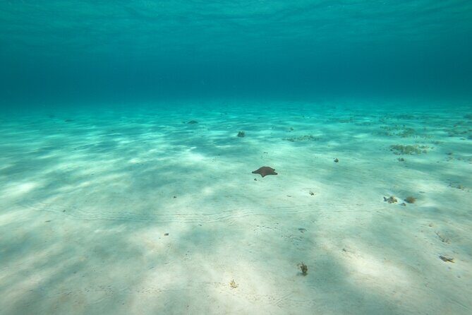 Bavarian Fiesta Snorkel Activity in Glass Bottom Boat at San Miguel de Cozumel - Price and What This Tour Really Buys You