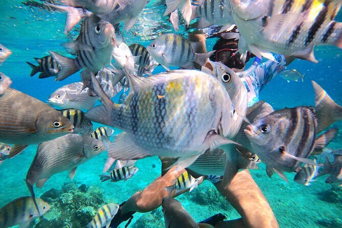 Bavarian Fiesta Snorkel Activity in Glass Bottom Boat at San Miguel de Cozumel - Shipwreck Snorkeling: What to Look For and What Can Change