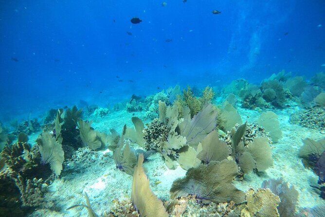 Bavarian Fiesta Snorkel Activity in Glass Bottom Boat at San Miguel de Cozumel - Snacks, Margaritas, and the Bavarian Package Details