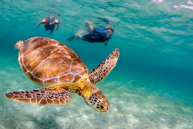 Bestseller! Tulum Private Tour with Turtles and Cenote Snorkeling - Smart Planning Tips Before You Go