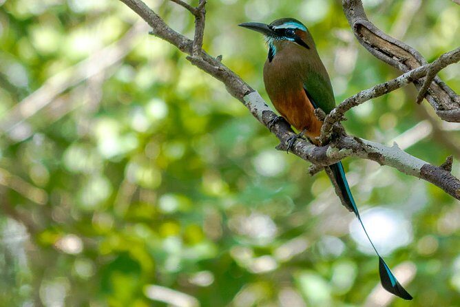 Bird Watching in Sian Ka´an Muyil - 6am Meeting at Zona Arqueológica de Muyil: Early Start, Real Bird Odds