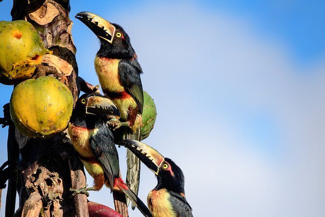 Bird Watching in Sian Ka´an Muyil - Sian Ka’an Biosphere Reserve and the Optional Lagoon Float Upgrade