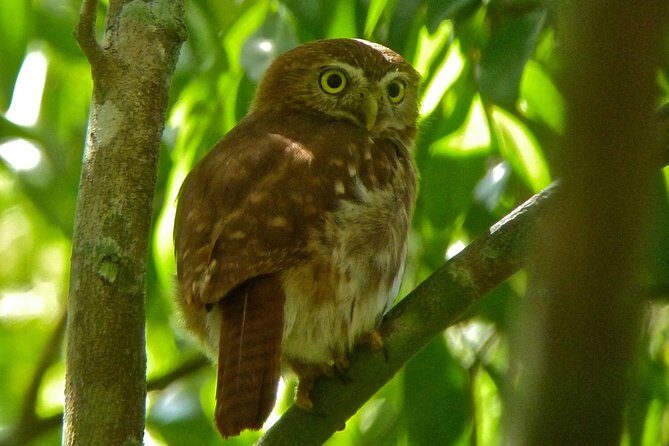 Bird Watching in Sian Ka´an Muyil - Breakfast on the Move: What You’ll Do in the First Hours
