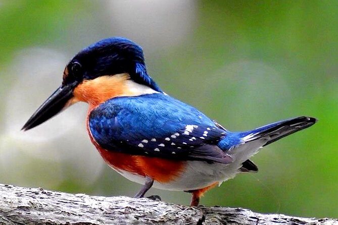 Birdwatching in Sian Ka´an Muyil from Tulum - Shared Group Tour - Birding in Muyil: Why This Works Better Than a Regular Tulum Day