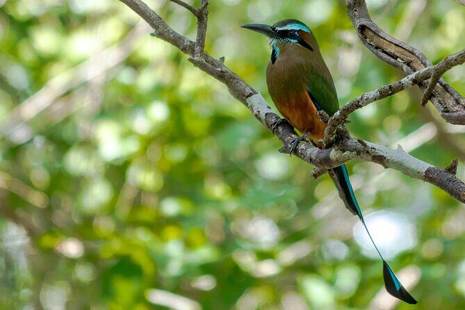 Birdwatching in Sian Ka´an Muyil from Tulum - Shared Group Tour - Guides and Bird-Finding Skills: Hearing, Telescope, and Fast ID