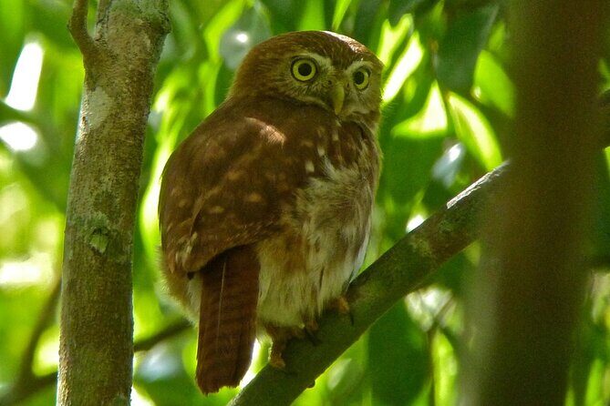 Birdwatching in Sian Ka´an Muyil from Tulum - Shared Group Tour - What to Bring for a Comfortable Birding Morning