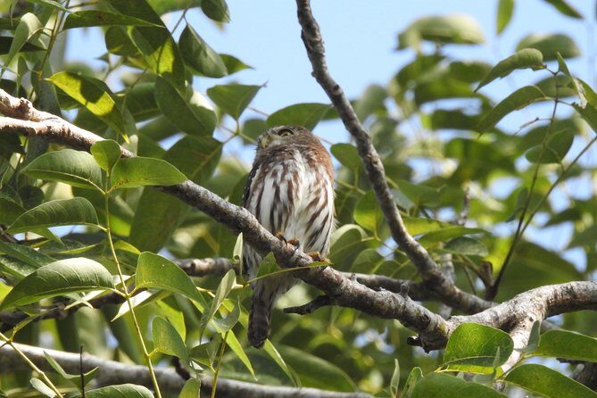 Birdwatching Playa del Carmen - Transfers and meeting point: how you’ll likely get there without drama
