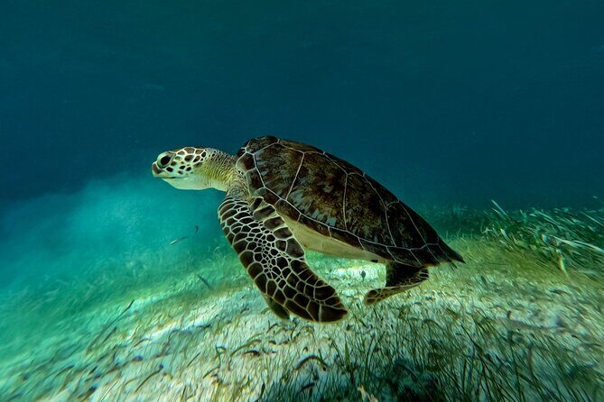 Catamaran Cruise in Riviera Maya With Snorkeling & Beach Club - Who should book this catamaran snorkeling day