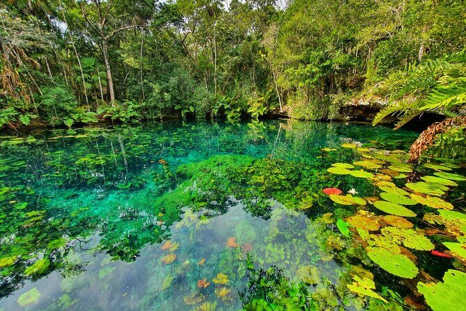 Cenotes trail jungle bike tour in Tulum with lunch - Lunch in the jungle canopy: where the tour slows down