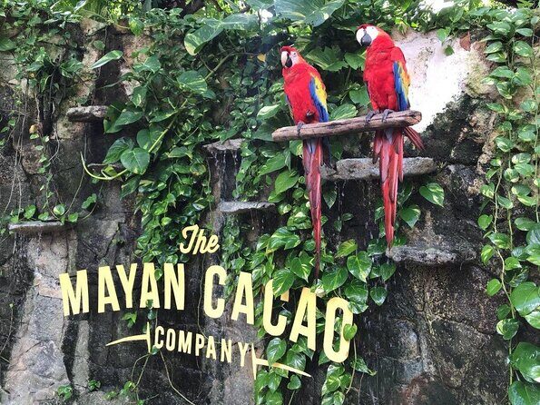 Chocolate Workshop - What You Do at The Mayan Cacao Company (and Why It Feels Real)