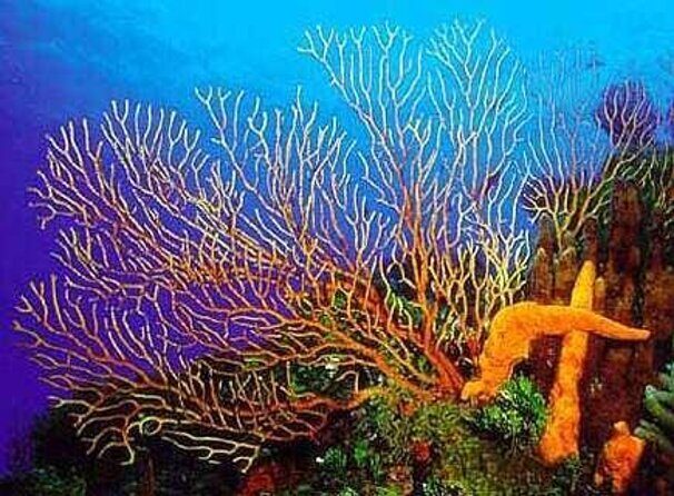 Cielito Cozumel: Mexican Caribbean Snorkeling Tour - Key highlights you’ll feel on day-of