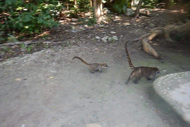 Cobá Ruins Tour (Private, Half Day) - Cobá access in the jungle: walking vs biking