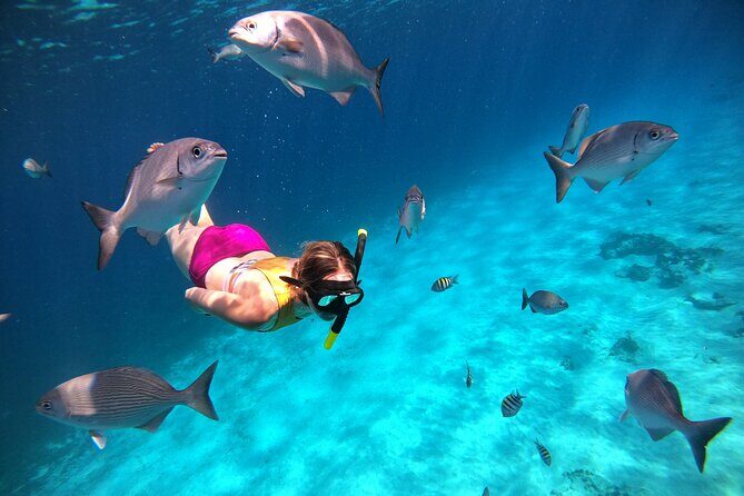 Colombia, Palancar & Cielo Cozumel Snorkel Tour - Reef hopping itinerary: El Cielo, Colombia, Palancar, and Turtle Sanctuary