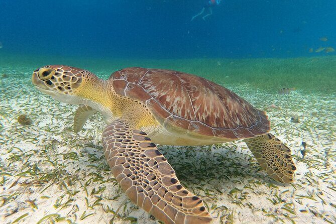 Colombia, Palancar & Cielo Cozumel Snorkel Tour - Who this tour is best for (and who should skip it)