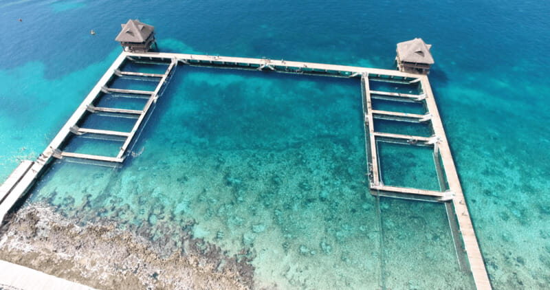 Cozumel: Dolphin Royal Connection and Manatee Interaction - Key things to know before you go