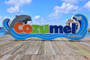 Cozumel: Dolphin Royal Connection and Manatee Interaction - Anatomy, blowholes, and why it feels different from a quick encounter