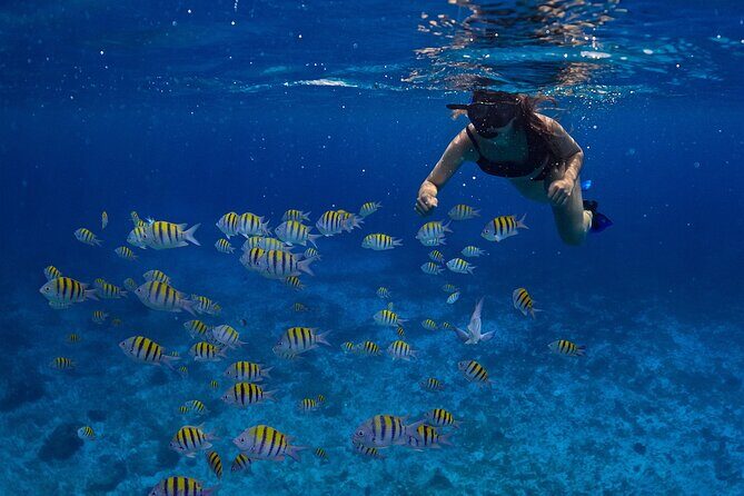 Cozumel Luxury Sailing & Snorkeling with Lunch and Open Bar Onboard - The early morning workflow: pickup, check-in, ferry crossing