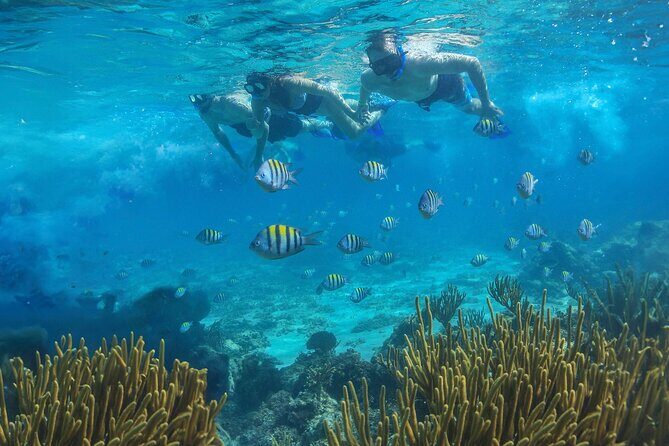 Cozumel Luxury Sailing & Snorkeling with Lunch and Open Bar Onboard - Guided snorkeling in Cozumel: gear quality, instruction, and jellyfish reality