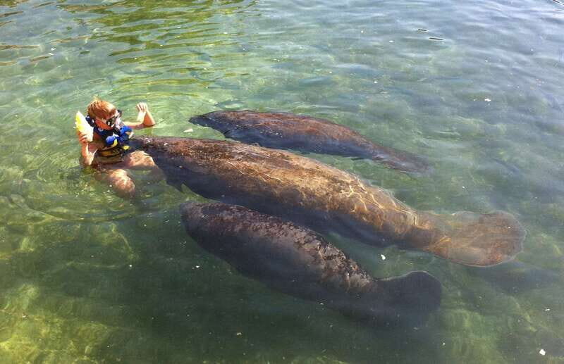 Cozumel: Manatee Encounter, Chankanaab Admission and Buffet - Manatee Time: Hear Them Breathe, Then Get a Gentle Hug