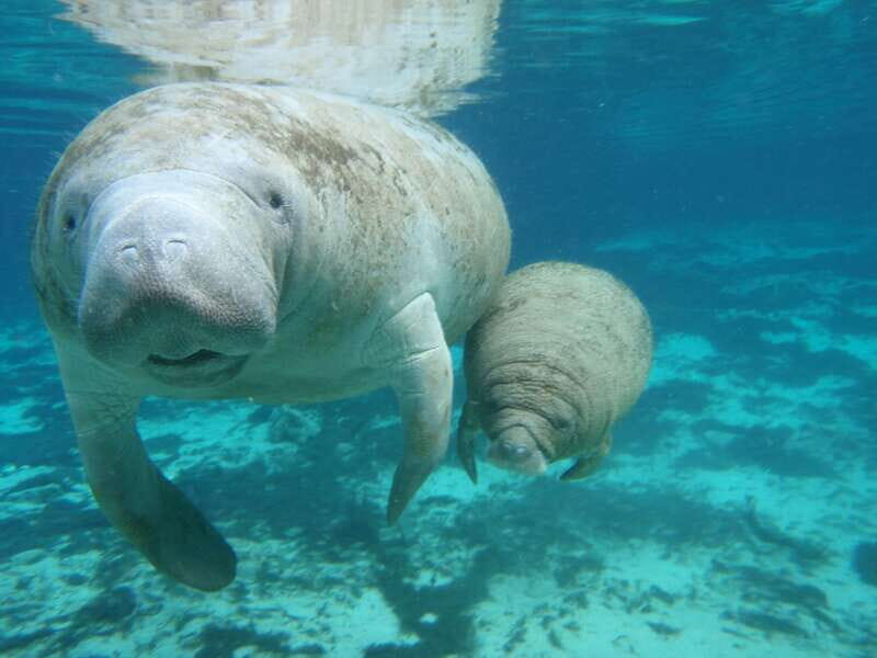 Cozumel: Manatee Encounter, Chankanaab Admission and Buffet - Water Rules That Affect Your Day: No Cameras, No Sunscreen, Gear Choices