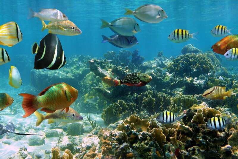 Cozumel: One Tank Scuba Dive and Full Chankanaab Park Access - Small details that can make or break the day