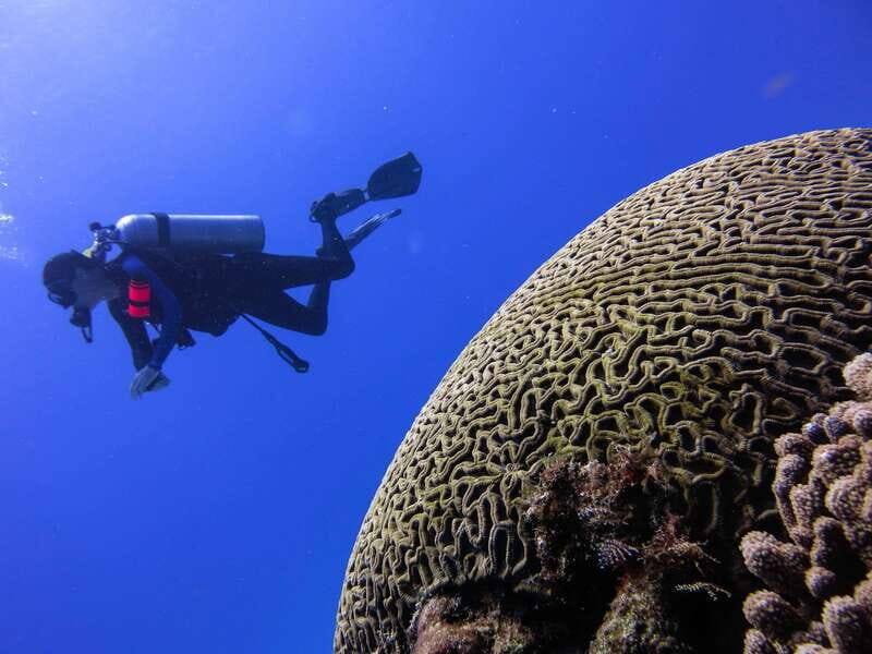 Cozumel: One Tank Scuba Dive and Full Chankanaab Park Access - The guided session: what happens in practice